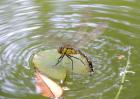 蜻蜓点水是为了什么？