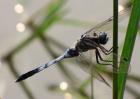 蜻蜓幼虫吃什么食物？