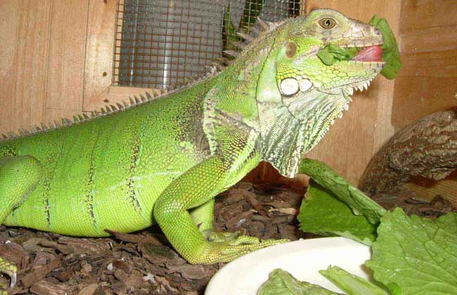 绿鬣蜥吃什么食物