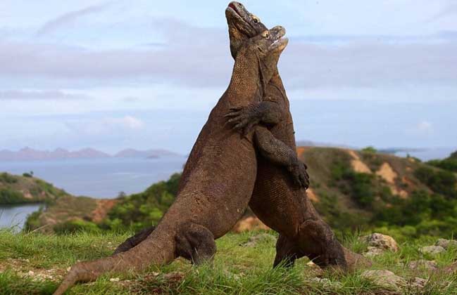 科莫多巨蜥是恐龙吗