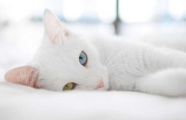 梦见白猫