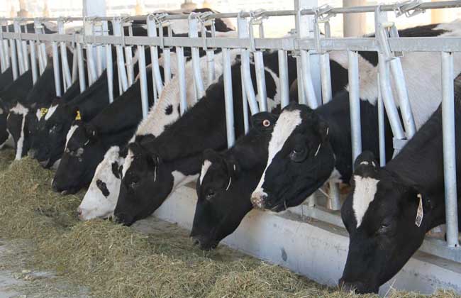 高产奶牛养殖