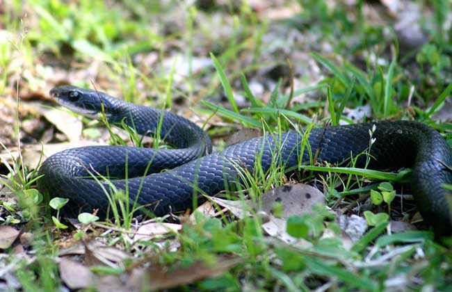 梦见黑蛇是什么预兆？