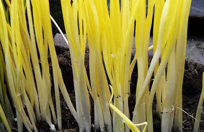 韭黄的种植方法