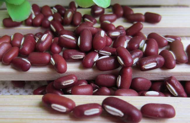 孕妇可以吃赤小豆吗