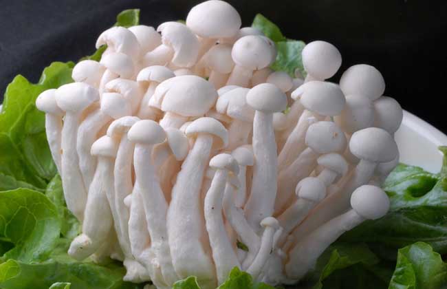 白玉菇的营养价值