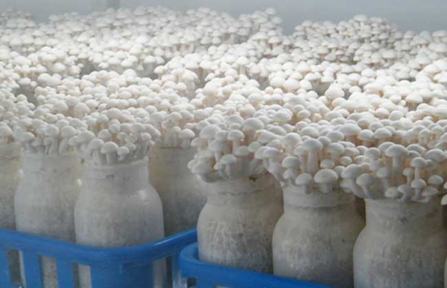 白玉菇种植技术