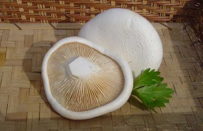 白灵菇价格多少钱一斤？