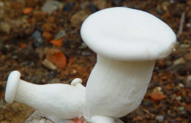 白灵菇高产种植技术