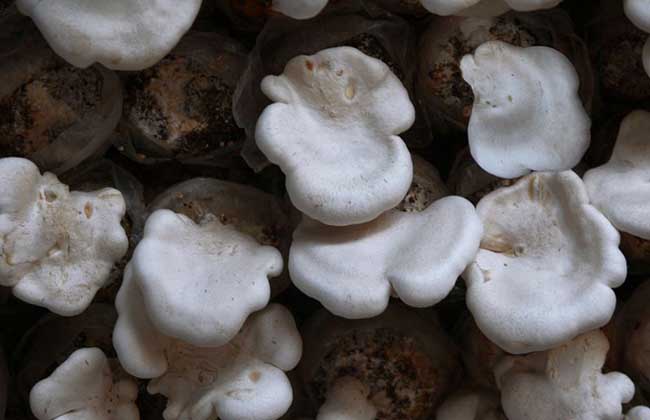 白灵菇种植技术