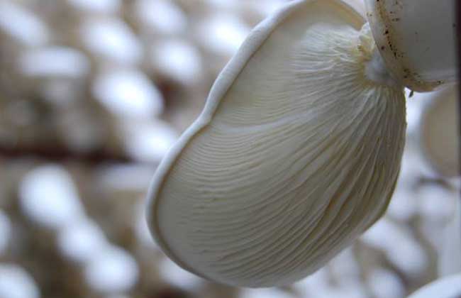 白灵菇种植技术