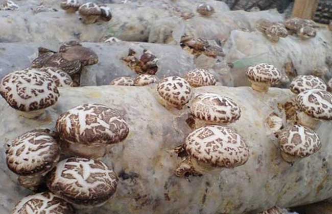 花菇种植技术