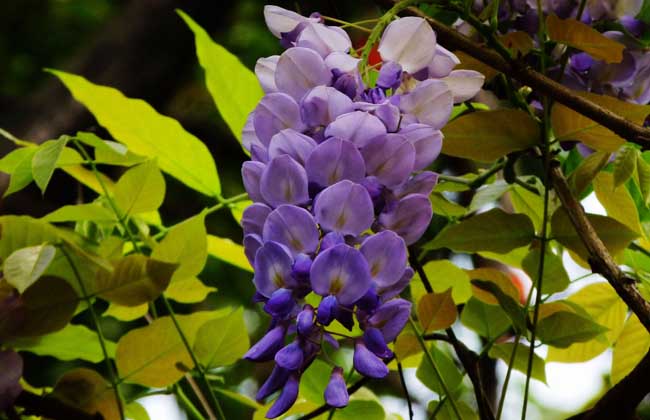 紫藤花什么时候开花