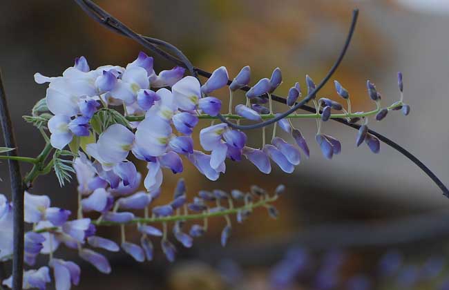 紫藤花的养殖方法