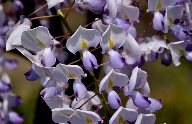 紫藤花可不可以吃？