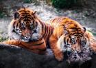梦见老虎是什么意思？