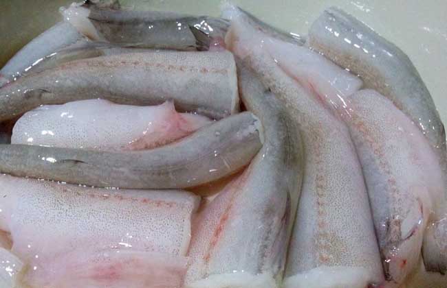 龙头鱼多少钱一斤