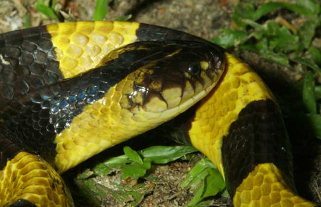 金环蛇和银环蛇哪个毒？