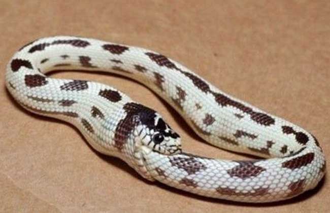 环箍蛇为什么自食其尾？