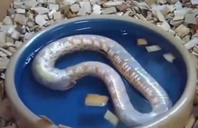 环箍蛇为什么自食其尾