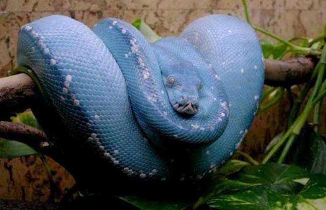 蓝蛇的种类图片大全