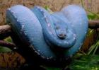 蓝蛇的种类图片大全