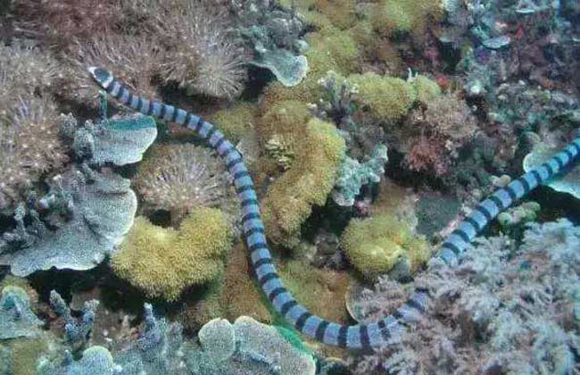 澳洲艾基特林海蛇