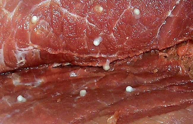 猪肉绦虫能高温杀死吗？
