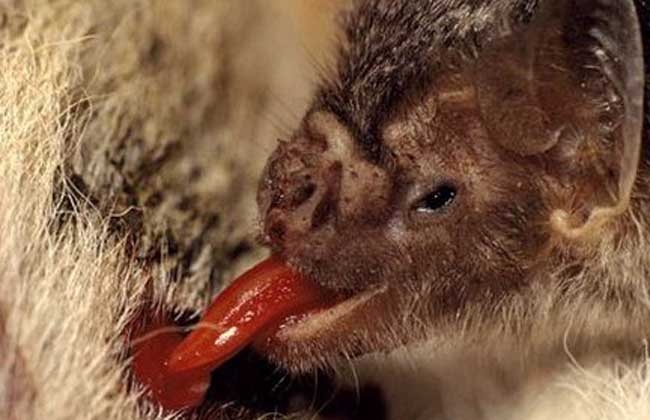 吸血蝙蝠一次吸多少血？