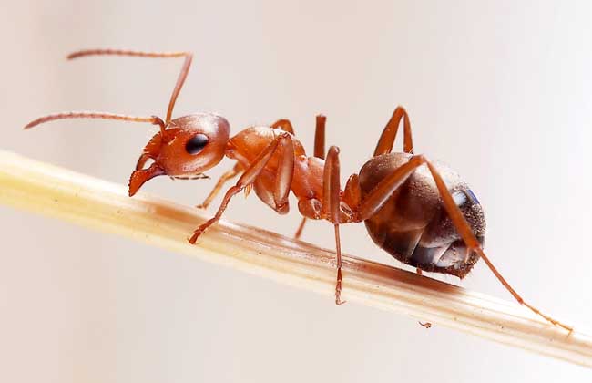 蚂蚁的种类有几种图片