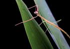 竹节虫是害虫还是益虫？
