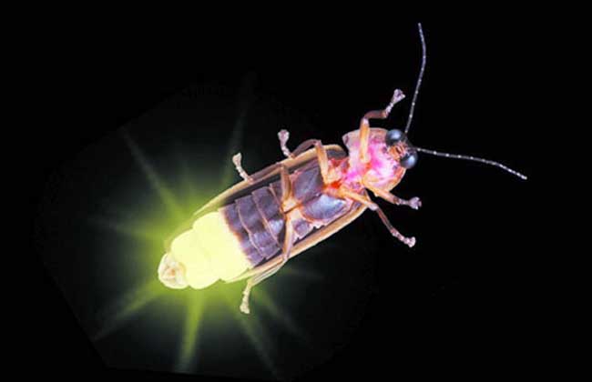 萤火虫为什么会发光