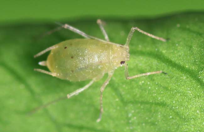 防治蚜虫有哪些特效药？