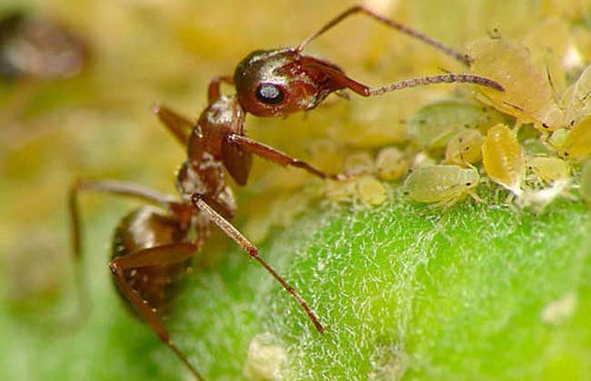 蚂蚁与蚜虫的关系