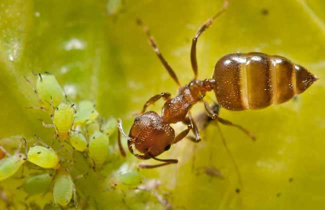蚂蚁与蚜虫的关系