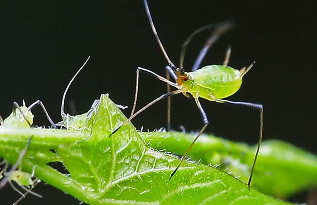 蚜虫的生物防治方法
