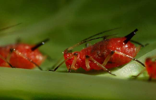 蚜虫生物防治