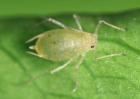 防治蚜虫有哪些特效药？