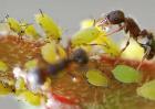 蚂蚁与蚜虫是什么关系？