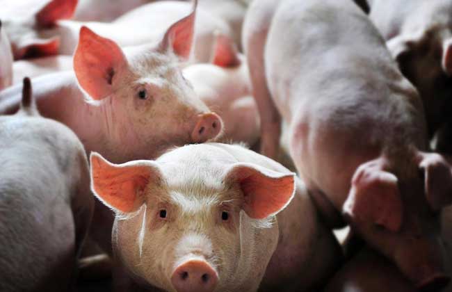 2018年农村养猪补贴政策