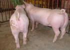 养殖30头母猪利润与成本