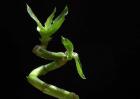 富贵竹怎么养才能更旺盛？