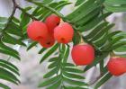 红豆杉有种子吗？