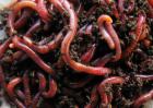 红蚯蚓的养殖方法