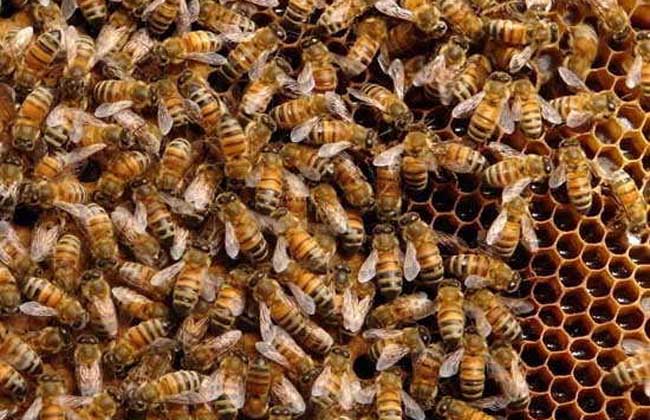 蜜蜂什么时候繁殖快