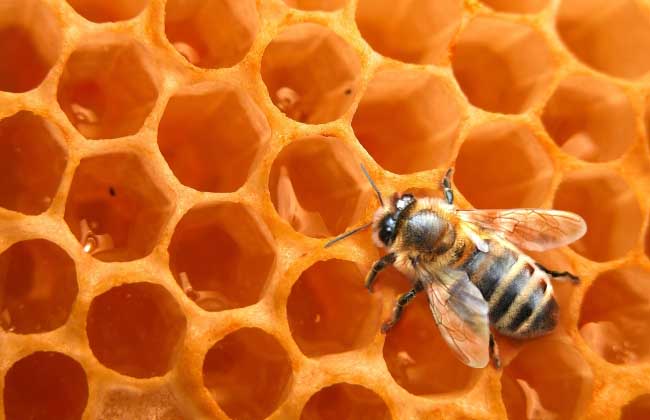 蜜蜂怎么养繁殖才快？