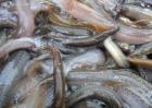 泥鳅和黄鳝哪个好养殖？