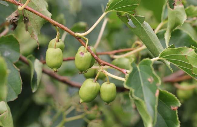 软枣猕猴桃多少钱一斤？