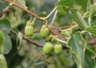 软枣猕猴桃多少钱一斤？