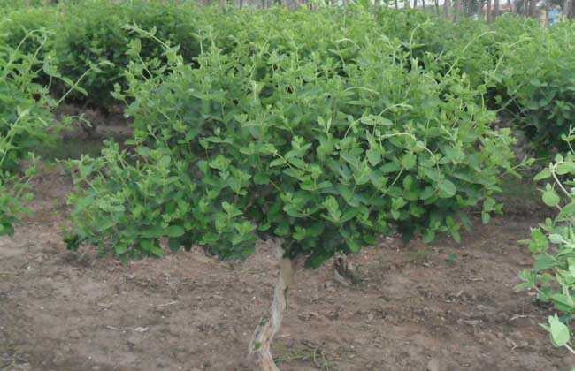 四季金银花树种植技术
